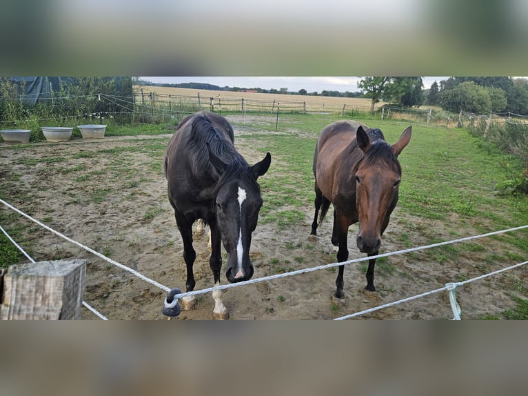 Deutscher Traber Stute 11 Jahre 154 cm Brauner in Mietgendorf