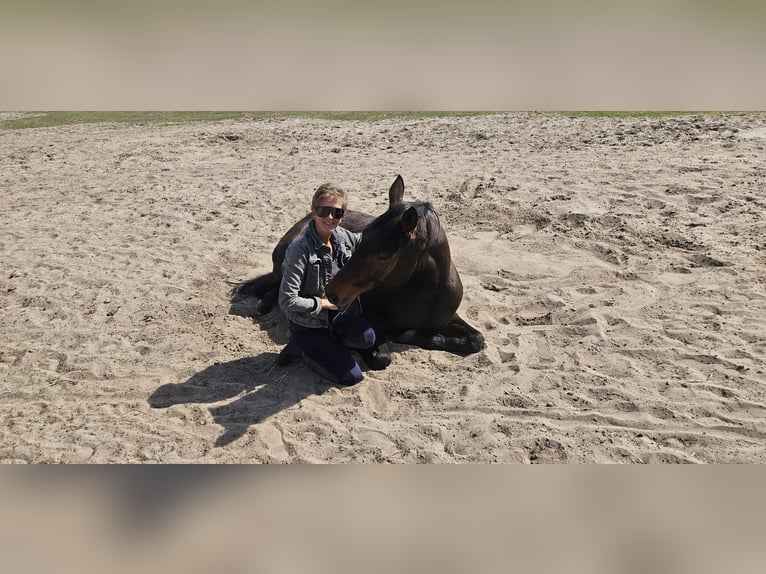 Deutscher Traber Stute 11 Jahre 154 cm Brauner in Mietgendorf