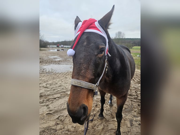 Deutscher Traber Stute 11 Jahre 154 cm Brauner in Mietgendorf