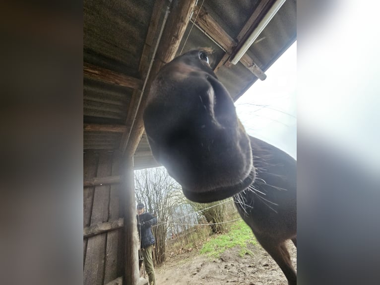 Deutscher Traber Stute 11 Jahre 154 cm Brauner in Mietgendorf