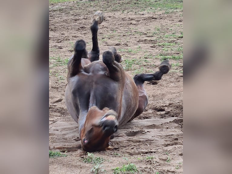 Deutscher Traber Stute 11 Jahre 154 cm Brauner in Mietgendorf