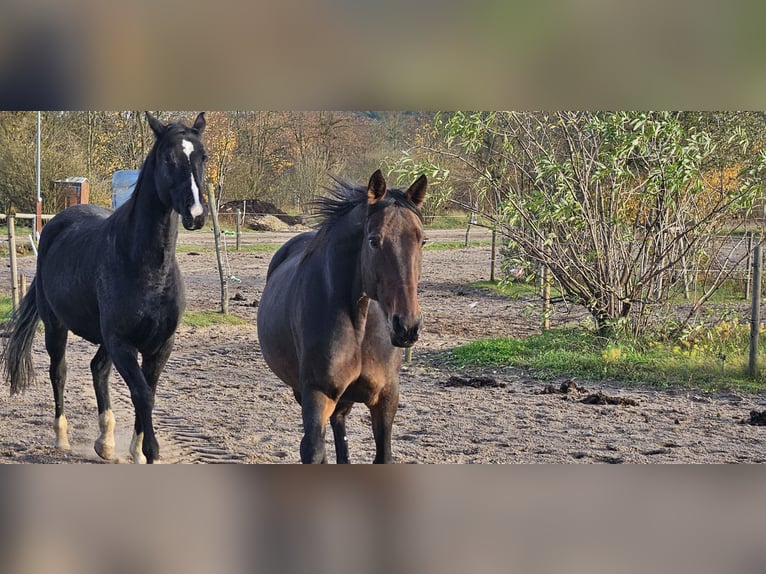 Deutscher Traber Stute 11 Jahre 154 cm Brauner in Mietgendorf