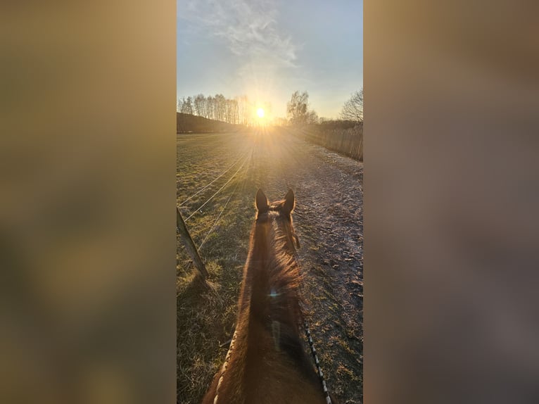 Deutscher Traber Stute 11 Jahre 154 cm Brauner in Mietgendorf