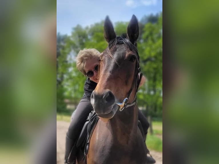 Deutscher Traber Stute 11 Jahre 154 cm Brauner in Mietgendorf