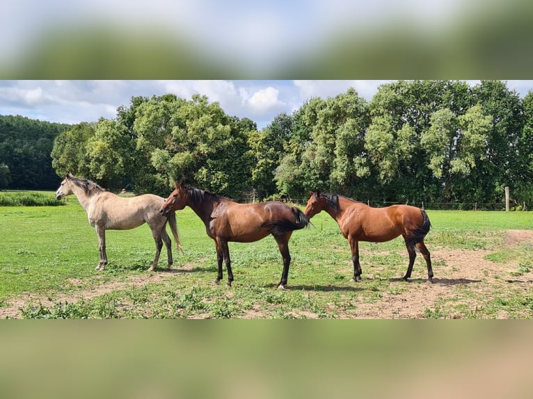 Deutscher Traber Stute 11 Jahre 154 cm Brauner in Mietgendorf