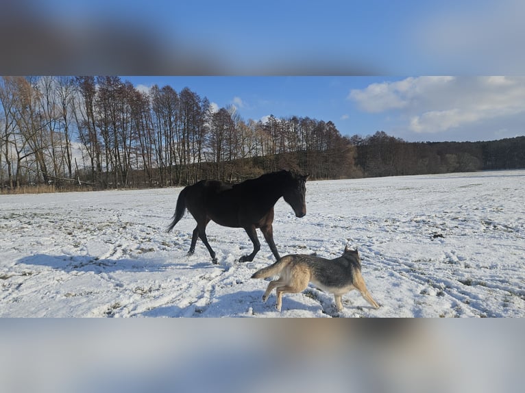 Deutscher Traber Stute 11 Jahre 154 cm Brauner in Mietgendorf
