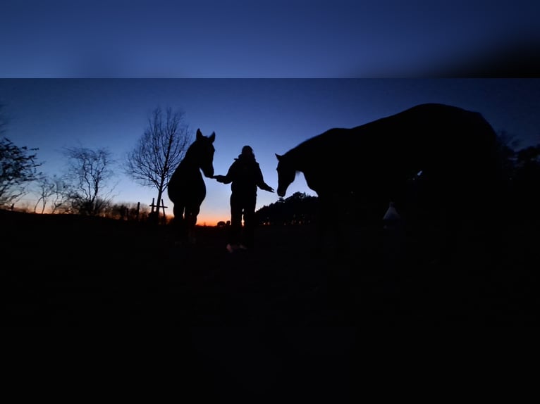 Deutscher Traber Stute 11 Jahre 154 cm Brauner in Mietgendorf
