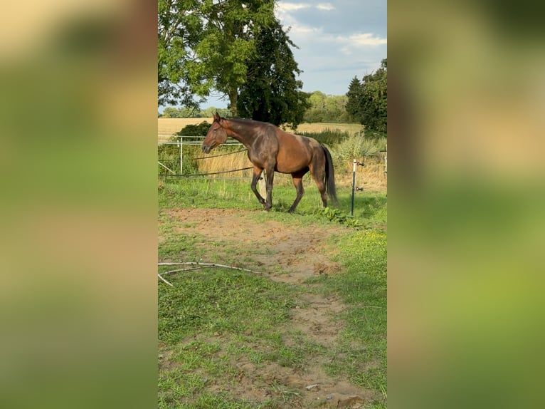 Deutscher Traber Stute 11 Jahre 154 cm Brauner in Mietgendorf