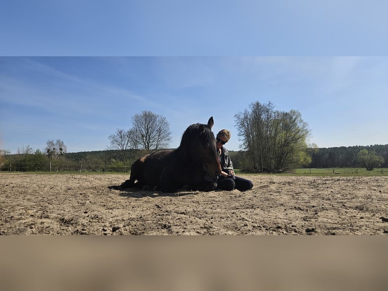 Deutscher Traber Stute 11 Jahre 154 cm Brauner in Thyrow