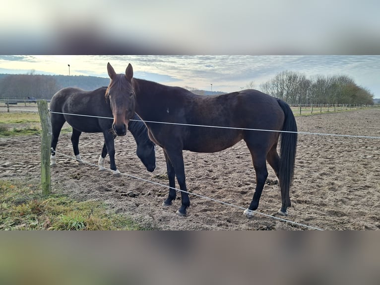 Deutscher Traber Stute 11 Jahre 154 cm Brauner in Thyrow