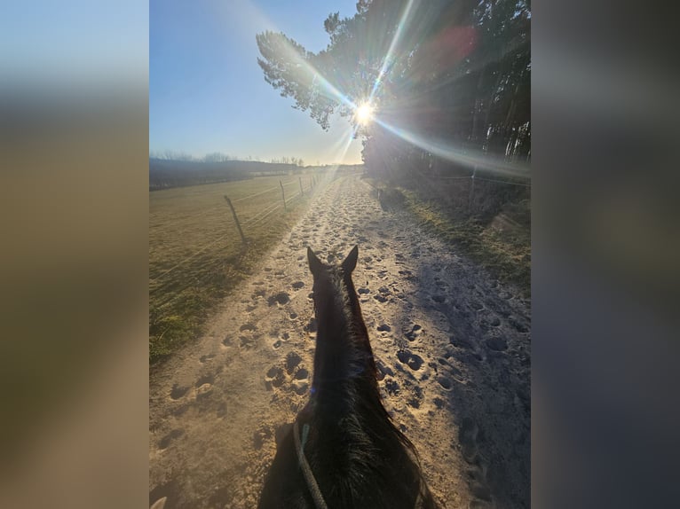 Deutscher Traber Stute 11 Jahre 154 cm Brauner in Thyrow