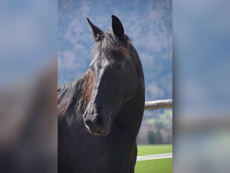 Deutscher Traber Stute 11 Jahre 155 cm Schwarzbrauner in Leithen