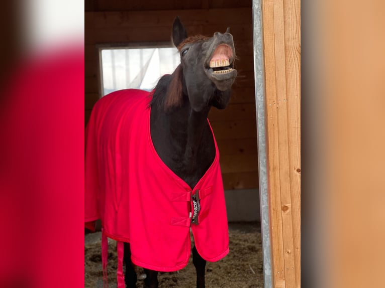 Deutscher Traber Stute 11 Jahre 155 cm Schwarzbrauner in Leithen