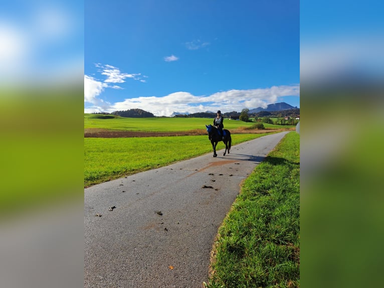 Deutscher Traber Stute 11 Jahre 155 cm Schwarzbrauner in Leithen