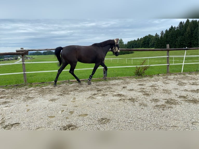 Deutscher Traber Stute 11 Jahre 155 cm Schwarzbrauner in Leithen