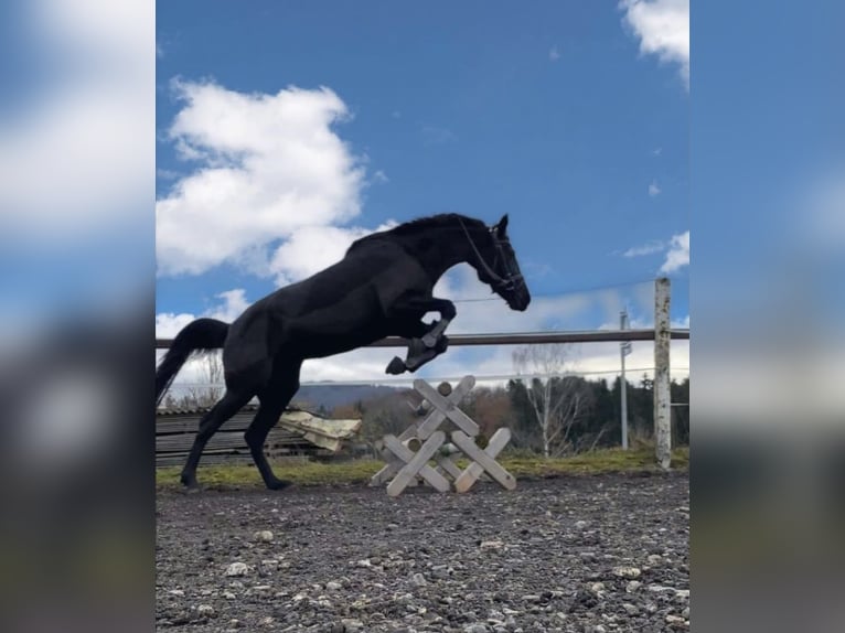 Deutscher Traber Stute 11 Jahre 155 cm Schwarzbrauner in Leithen