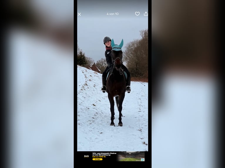 Deutscher Traber Stute 11 Jahre 162 cm Brauner in Drochtersen