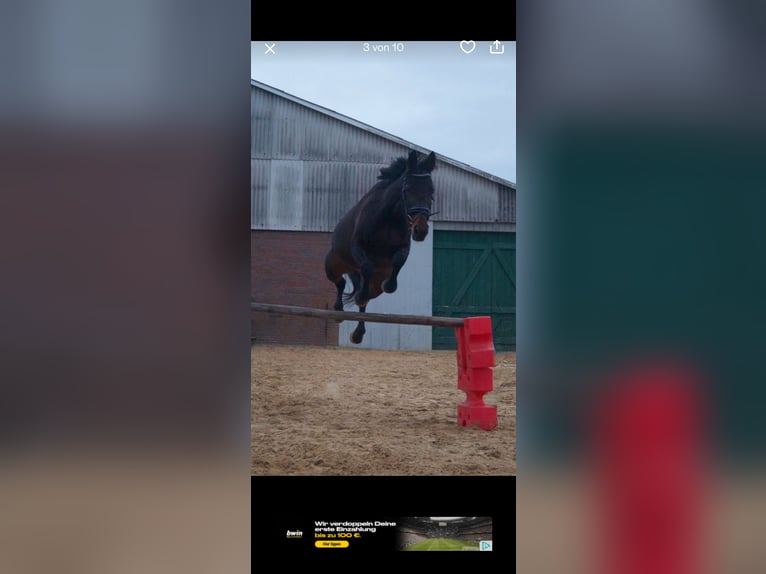Deutscher Traber Stute 11 Jahre 162 cm Brauner in Drochtersen