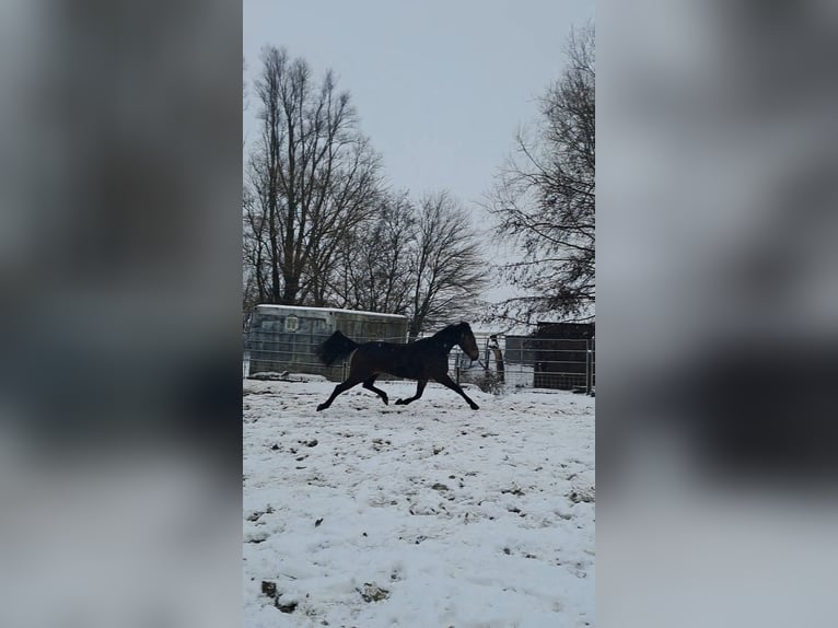 Deutscher Traber Stute 11 Jahre 162 cm Brauner in Pieterburen