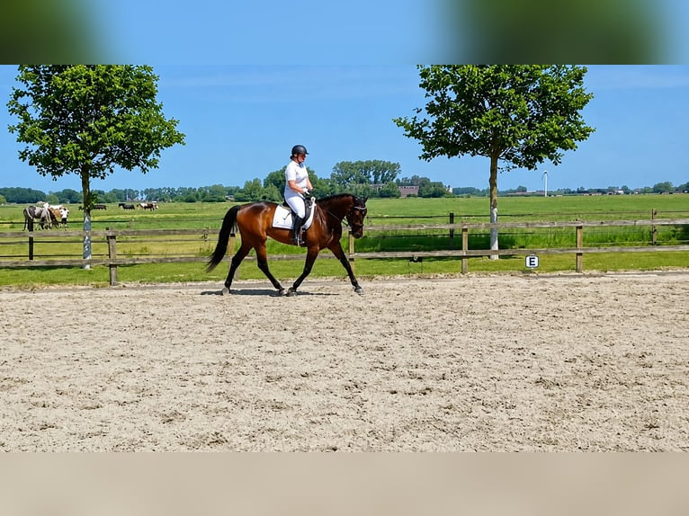 Deutscher Traber Stute 11 Jahre 162 cm Brauner in Pieterburen