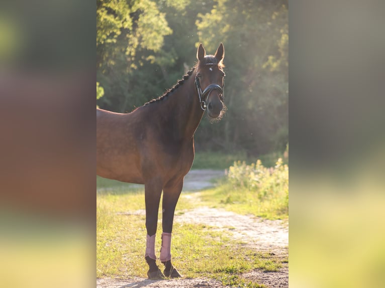 Deutscher Traber Stute 11 Jahre 162 cm Brauner in Pieterburen