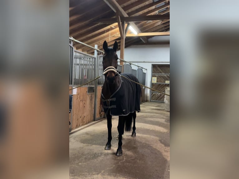 Deutscher Traber Stute 11 Jahre 165 cm Brauner in Schweitenkirchen