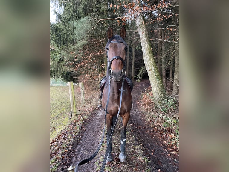 Deutscher Traber Stute 11 Jahre 165 cm Brauner in Schweitenkirchen