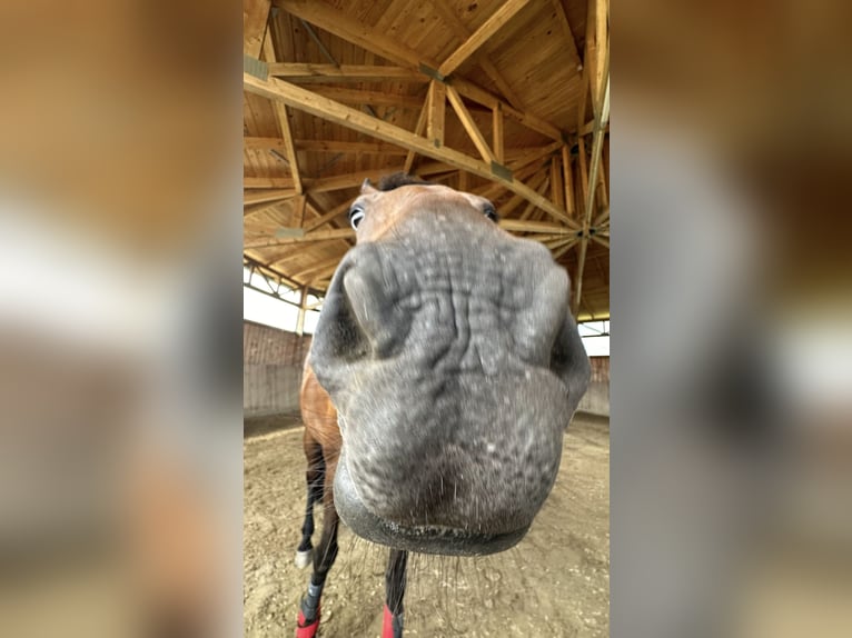 Deutscher Traber Stute 11 Jahre 165 cm Brauner in Schweitenkirchen