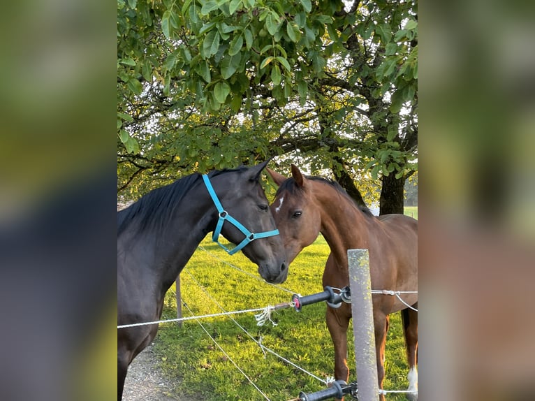 Deutscher Traber Stute 12 Jahre 155 cm Dunkelbrauner in Waging am See