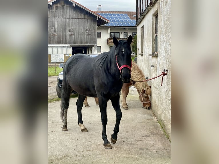 Deutscher Traber Stute 12 Jahre 155 cm Dunkelbrauner in Waging am See
