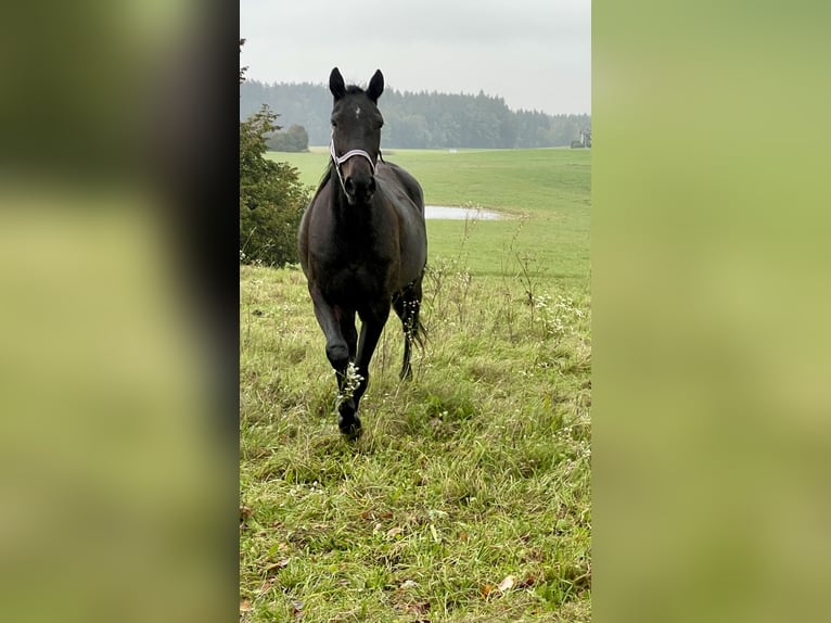 Deutscher Traber Stute 12 Jahre 155 cm Dunkelbrauner in Waging am See