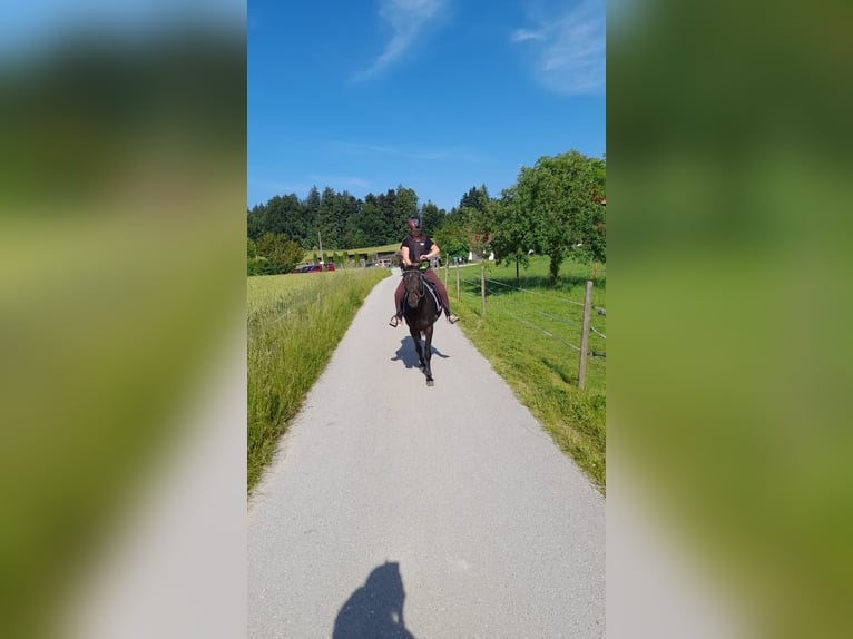 Deutscher Traber Stute 12 Jahre 155 cm Dunkelbrauner in Waging am See
