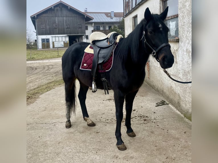 Deutscher Traber Stute 12 Jahre 155 cm Dunkelbrauner in Waging am See