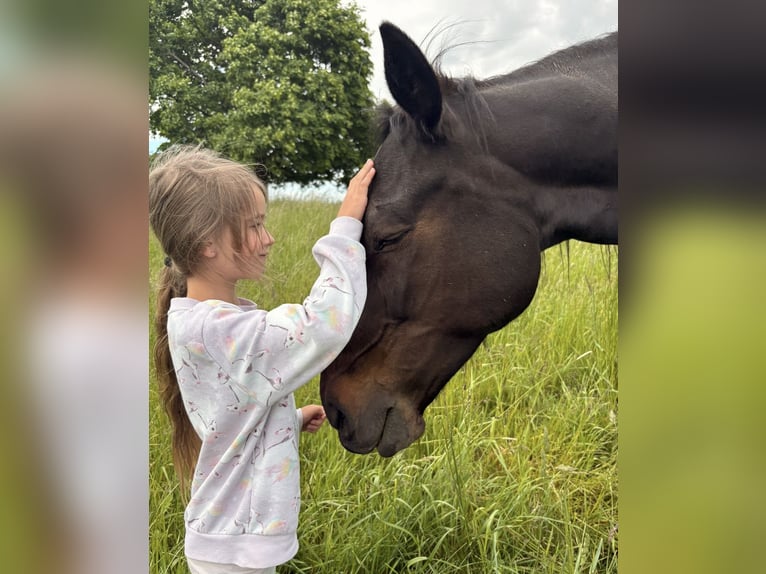 Deutscher Traber Stute 12 Jahre 155 cm Dunkelbrauner in Waging am See