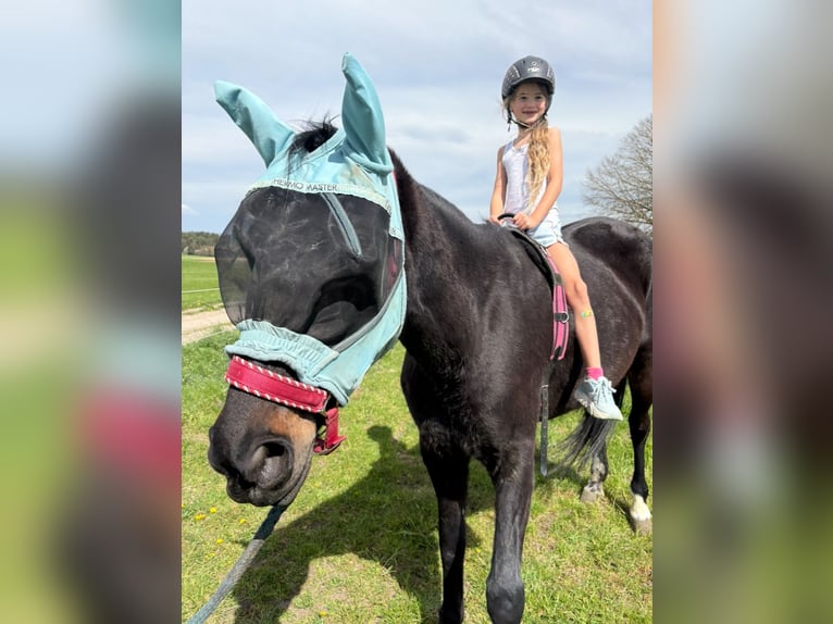 Deutscher Traber Stute 12 Jahre 155 cm Dunkelbrauner in Waging am See