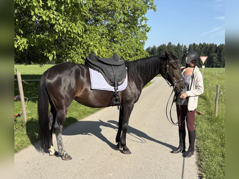 Deutscher Traber Stute 12 Jahre 155 cm Dunkelbrauner in Waging am See