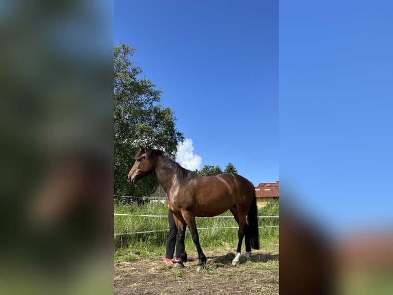 Deutscher Traber Stute 12 Jahre 158 cm Brauner in Harrislee