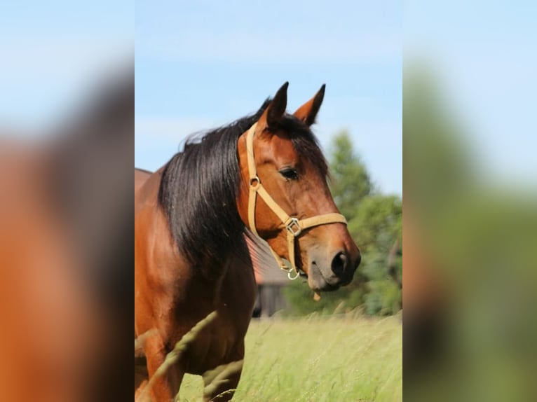 Deutscher Traber Stute 12 Jahre 160 cm Brauner in Havelberg