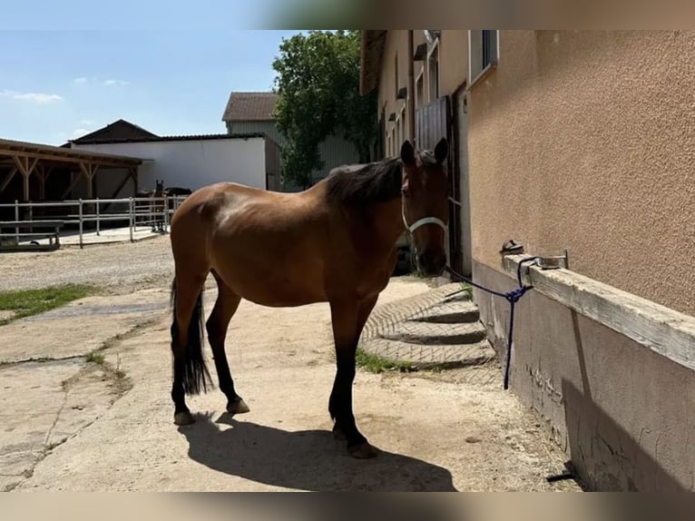 Deutscher Traber Stute 12 Jahre 161 cm Brauner in Allersberg