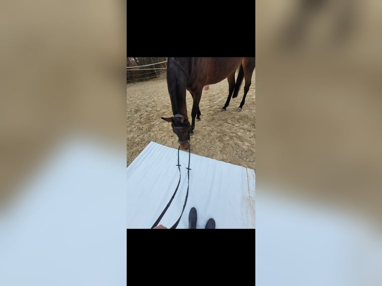 Deutscher Traber Stute 12 Jahre 165 cm in Mart Hartmannsdorf