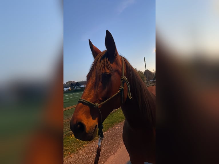 Deutscher Traber Stute 12 Jahre Brauner in Willich