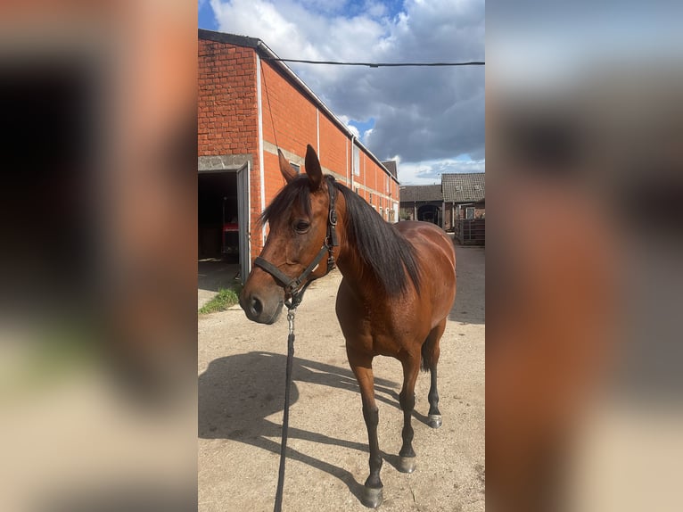 Deutscher Traber Stute 12 Jahre Brauner in Willich