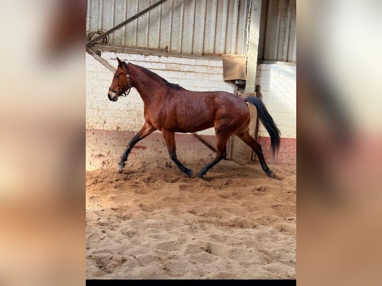 Deutscher Traber Stute 13 Jahre 163 cm  in Tornesch