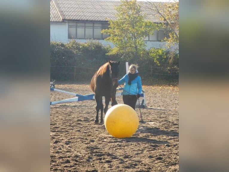 Deutscher Traber Stute 13 Jahre 164 cm Brauner in Berlin