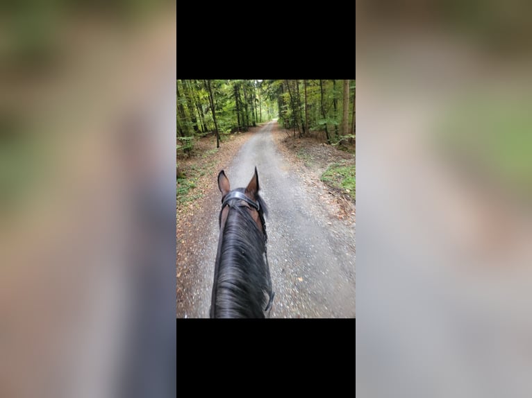 Deutscher Traber Stute 13 Jahre 165 cm in Mart Hartmannsdorf