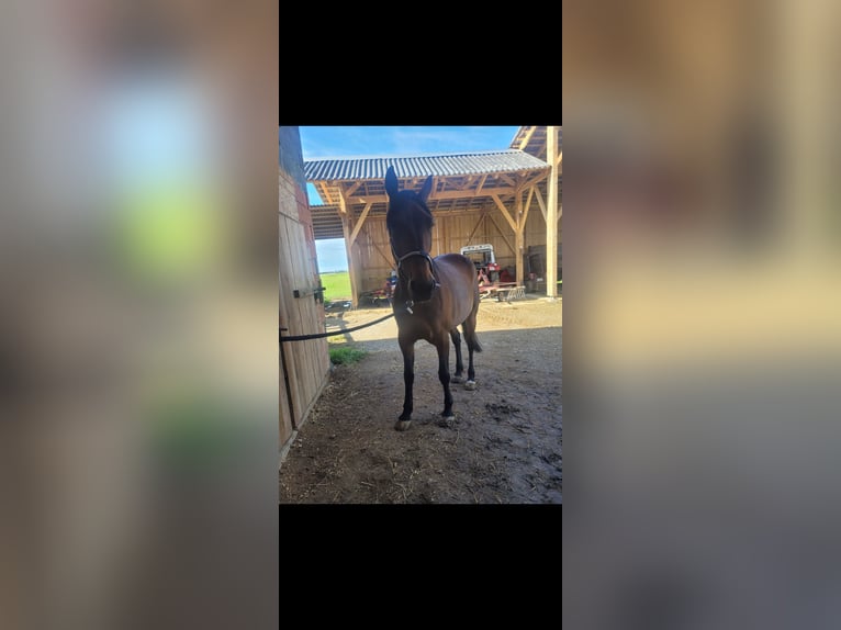 Deutscher Traber Stute 13 Jahre 165 cm in Mart Hartmannsdorf