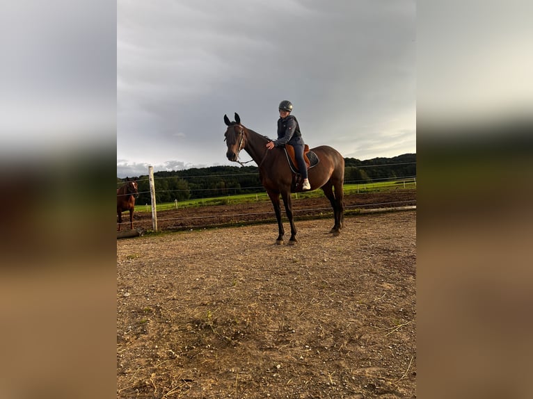 Deutscher Traber Stute 14 Jahre 148 cm Dunkelbrauner in Bruckm&#xFC;hl