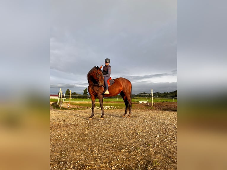 Deutscher Traber Stute 14 Jahre 148 cm Dunkelbrauner in Bruckm&#xFC;hl