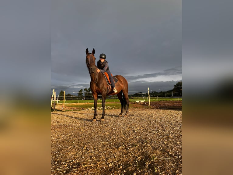 Deutscher Traber Stute 14 Jahre 148 cm Dunkelbrauner in Bruckm&#xFC;hl