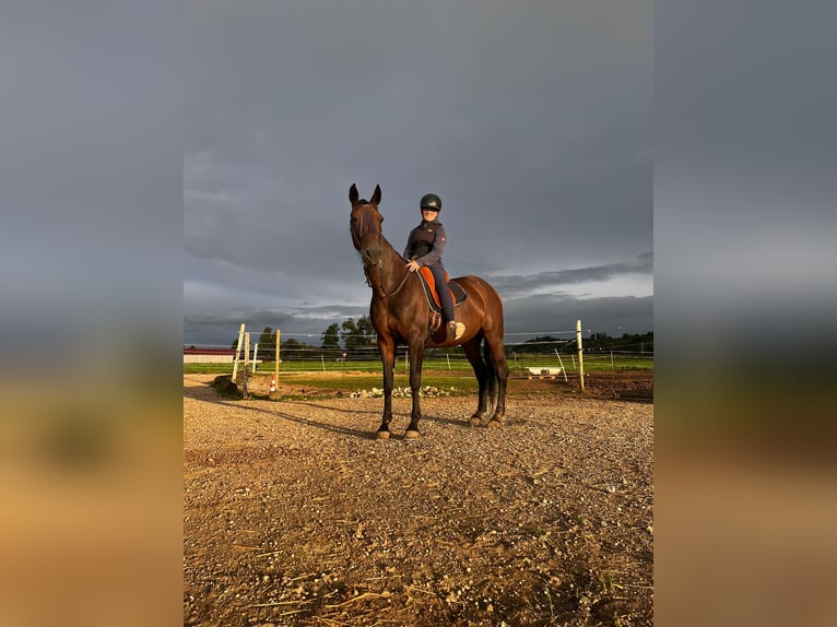 Deutscher Traber Stute 14 Jahre 148 cm Dunkelbrauner in Bruckm&#xFC;hl